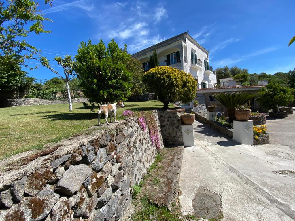 Villa Vincenzo Di Meglio Barano dʼIschia Exteriér fotografie