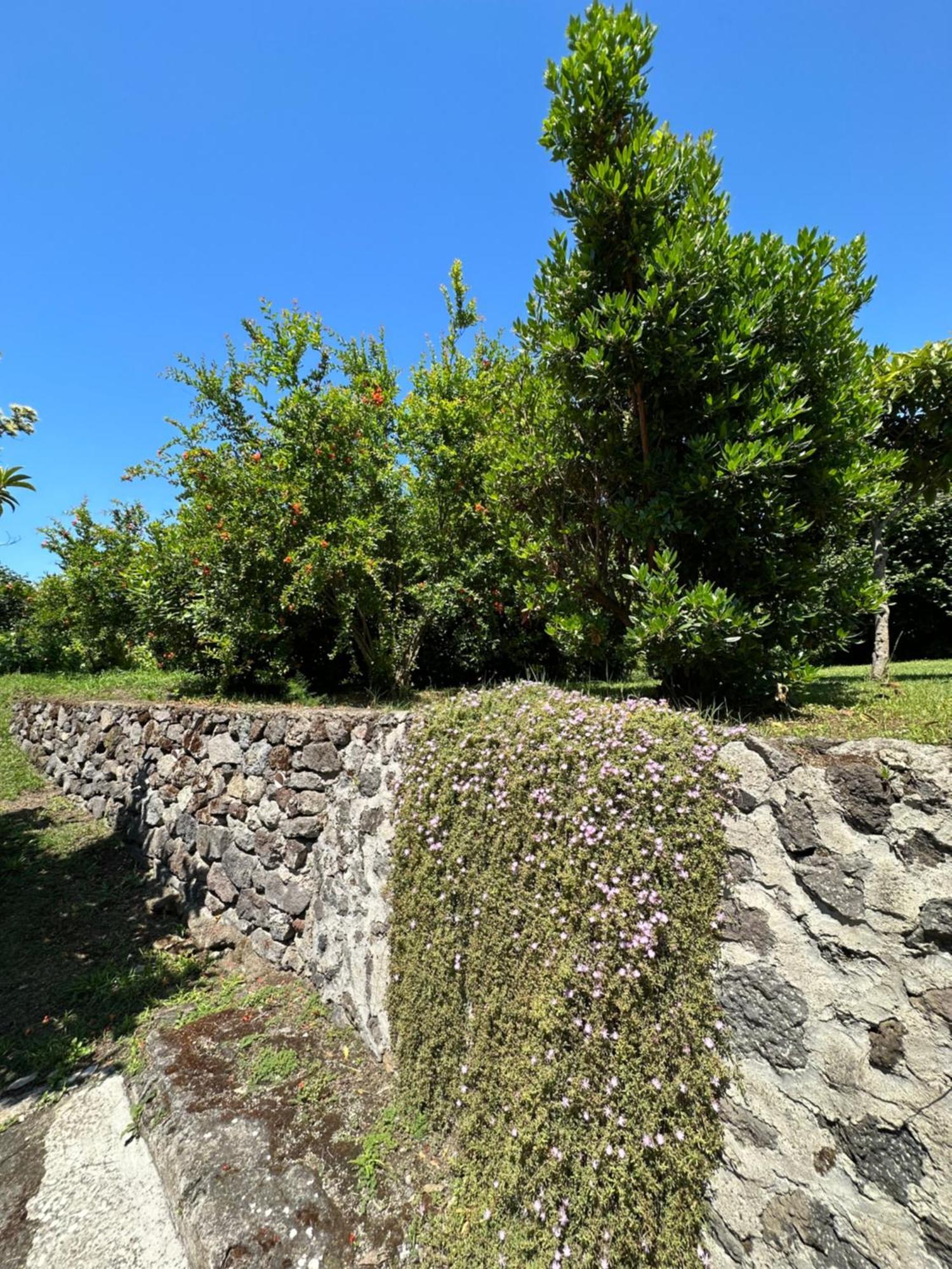 Villa Vincenzo Di Meglio Barano dʼIschia Exteriér fotografie