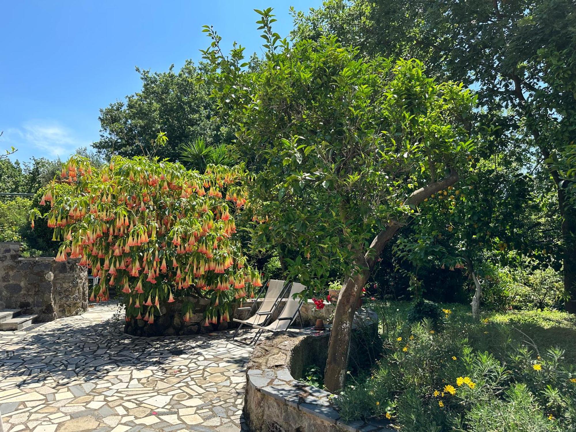 Villa Vincenzo Di Meglio Barano dʼIschia Exteriér fotografie