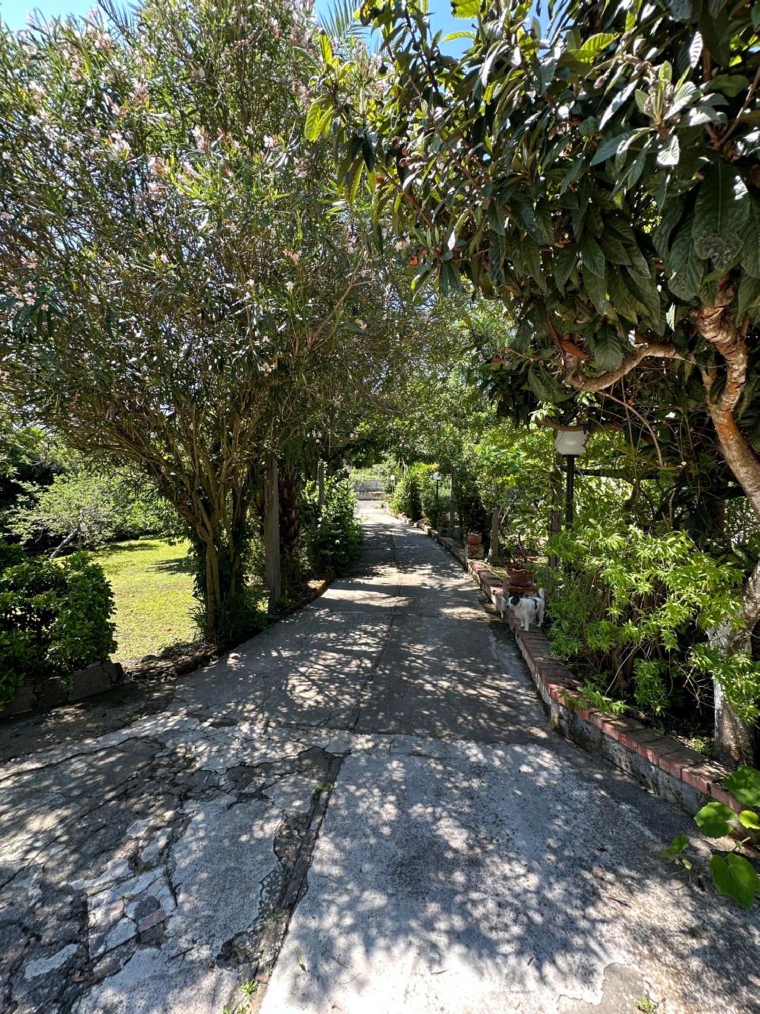 Villa Vincenzo Di Meglio Barano dʼIschia Exteriér fotografie
