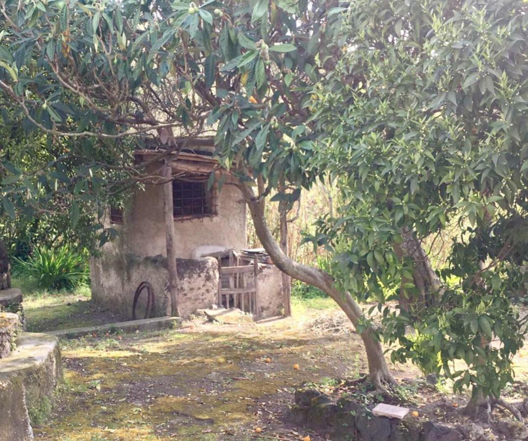 Villa Vincenzo Di Meglio Barano dʼIschia Exteriér fotografie
